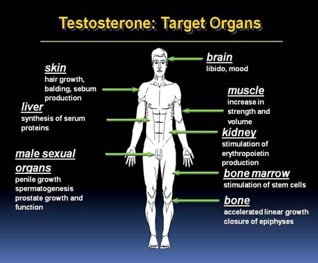 Can low testosterone cause hair loss in females