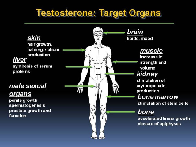 testosteronetargetorgans-1-640x480.jpg