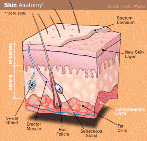 Skin-anatomy-diagram-300x288.gif
