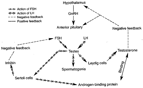 Trenbolone hcg cycle
