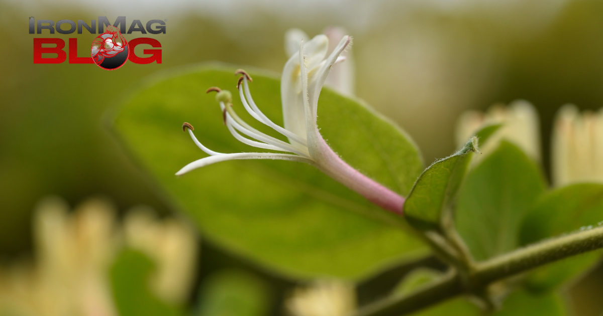 honeysuckle