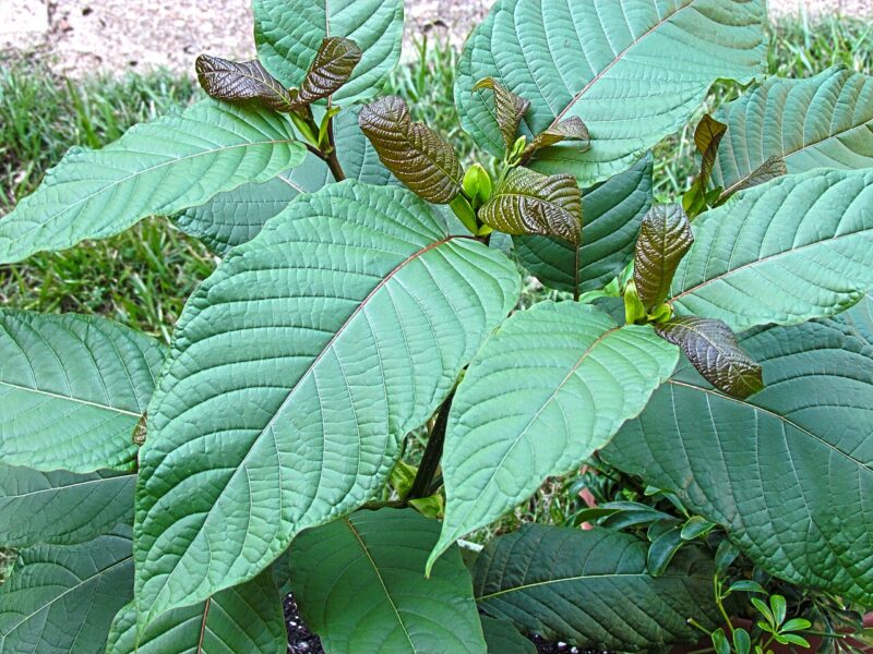 Schedule-Kratom-Derivatives-Opioids