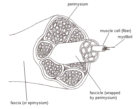 Skeletal Muscle