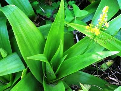 The prosexual effect of the testosterone booster ProLensis™ (Bulbine natalensis)