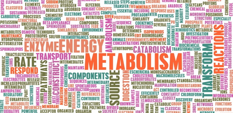 Stop Calling Your Metabolism A Curse