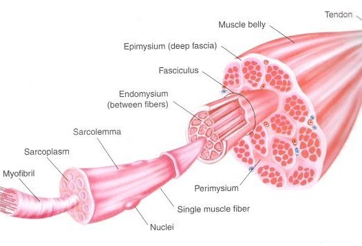 Muscle-Cells