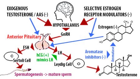What Are Extreme Male Enhancement Pills and How Do They Work?