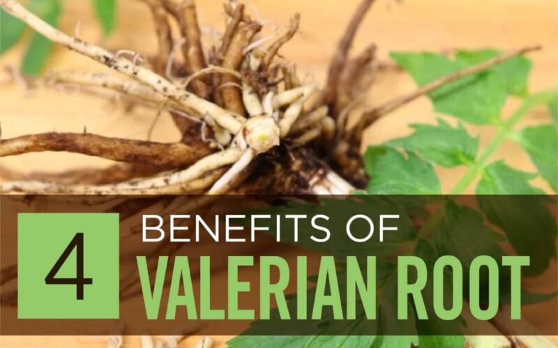 The Benefits of Valerian Root Supplements IronMag Bodybuilding