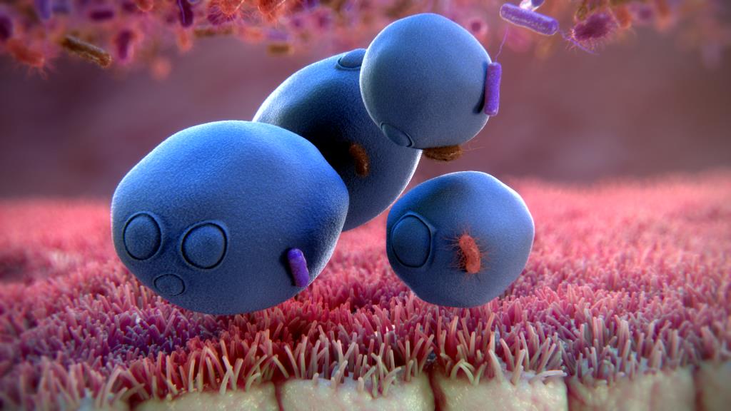 Saccharomyces-boulardii-gut-dteective