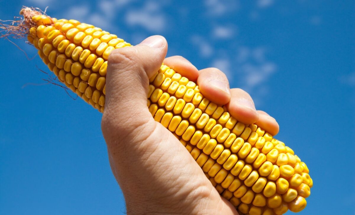 Is Corn REALLY Good for You? IronMag Bodybuilding & Fitness Blog