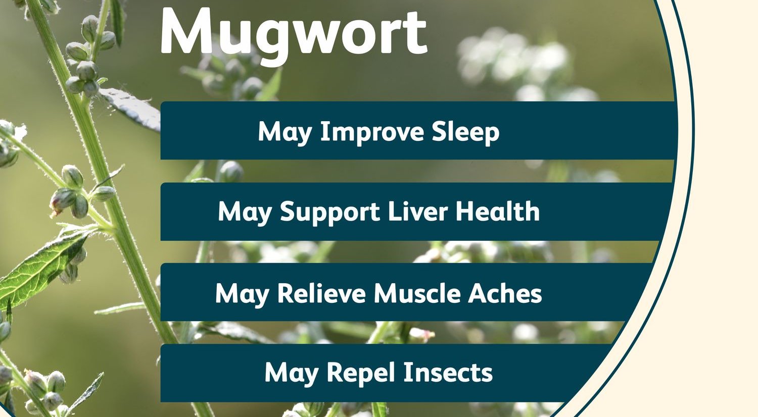 7 Shocking Health Benefits of Mugwort