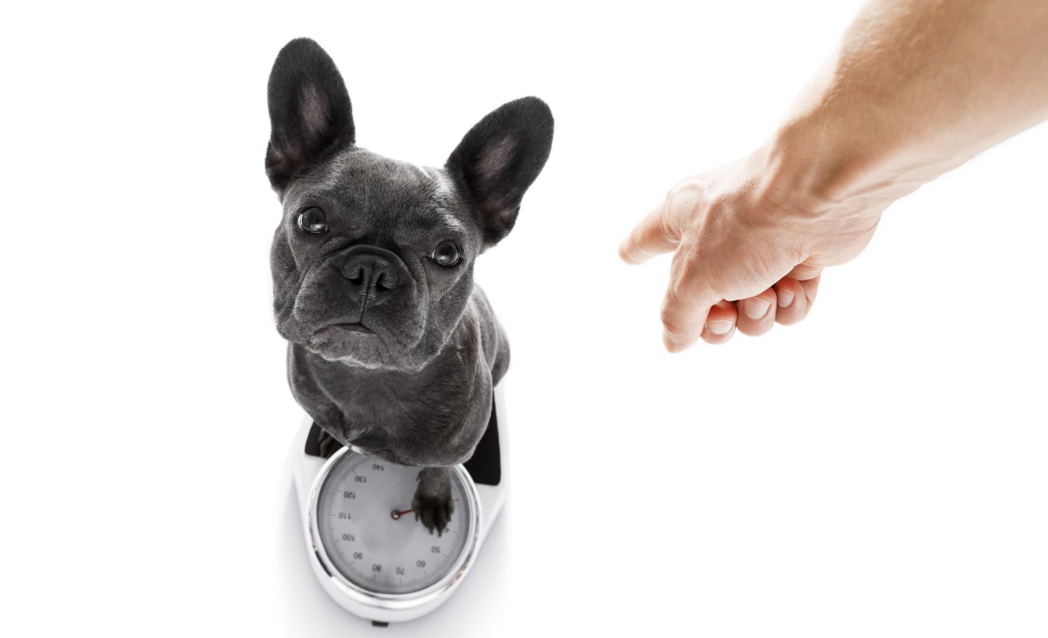 Would You Eat Human Kibble? Dietitians Weigh in on the Viral Social Media Trend Would You Eat Human Kibble? Dietitians Weigh in on the Viral Social Media Trend