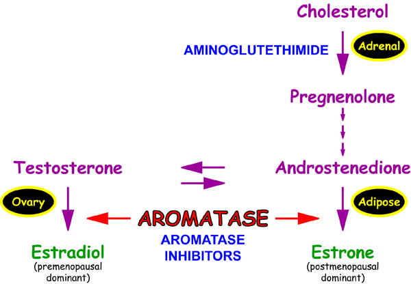 Aromatase